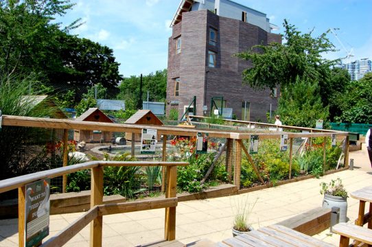 Davis Landscape Architecture Vauxhall City Farm Lambeth Public Space Landscape Architect Design Duck Pond